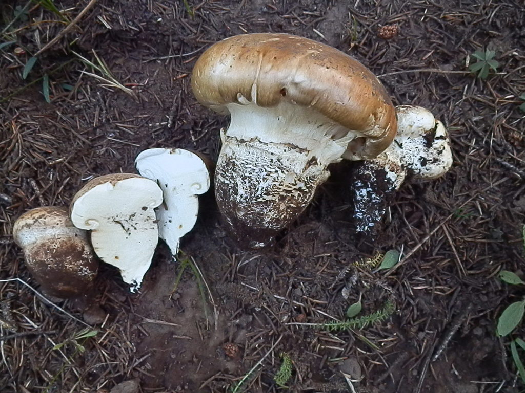 Catathelasma singeri