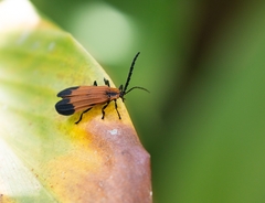 Lycinae