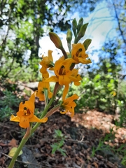 Chloraea gavilu