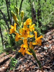 Chloraea gavilu