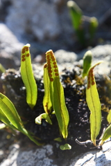 Lepisorus ussuriensis
