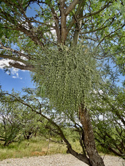 Phoradendron californicum