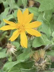 Heterotheca