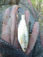 Sarmarutilus rubilio