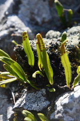 Lepisorus ussuriensis