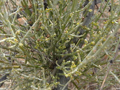 Phoradendron californicum