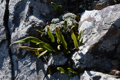 Lepisorus ussuriensis