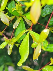 Terminalia molinetii