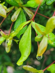 Terminalia molinetii