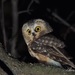 Northern Saw-whet Owl - Photo (c) aleckarcz, some rights reserved (CC BY-NC)