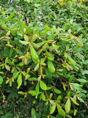 Terminalia molinetii