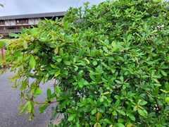 Terminalia molinetii