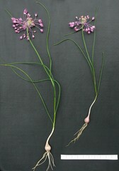 Allium stamineum