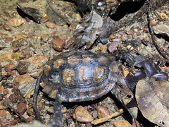 Cyclemys enigmatica