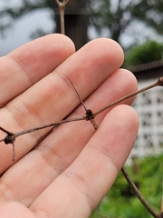 Terminalia molinetii