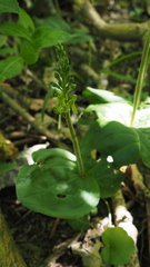Neottia ovata