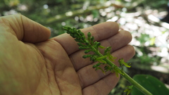 Neottia ovata