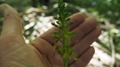 Neottia ovata