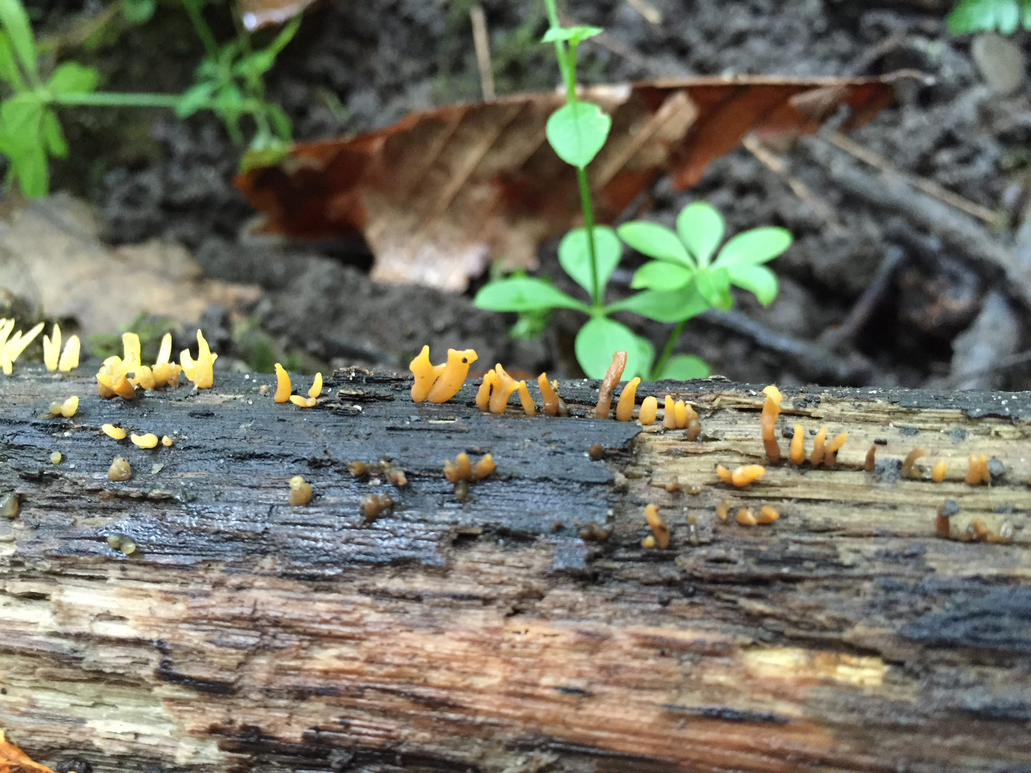 Calocera cornea image
