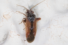 Parthenicus picicollis