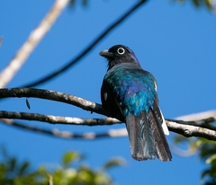 Trogon viridis