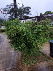 Terminalia molinetii