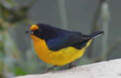 Euphonia violacea