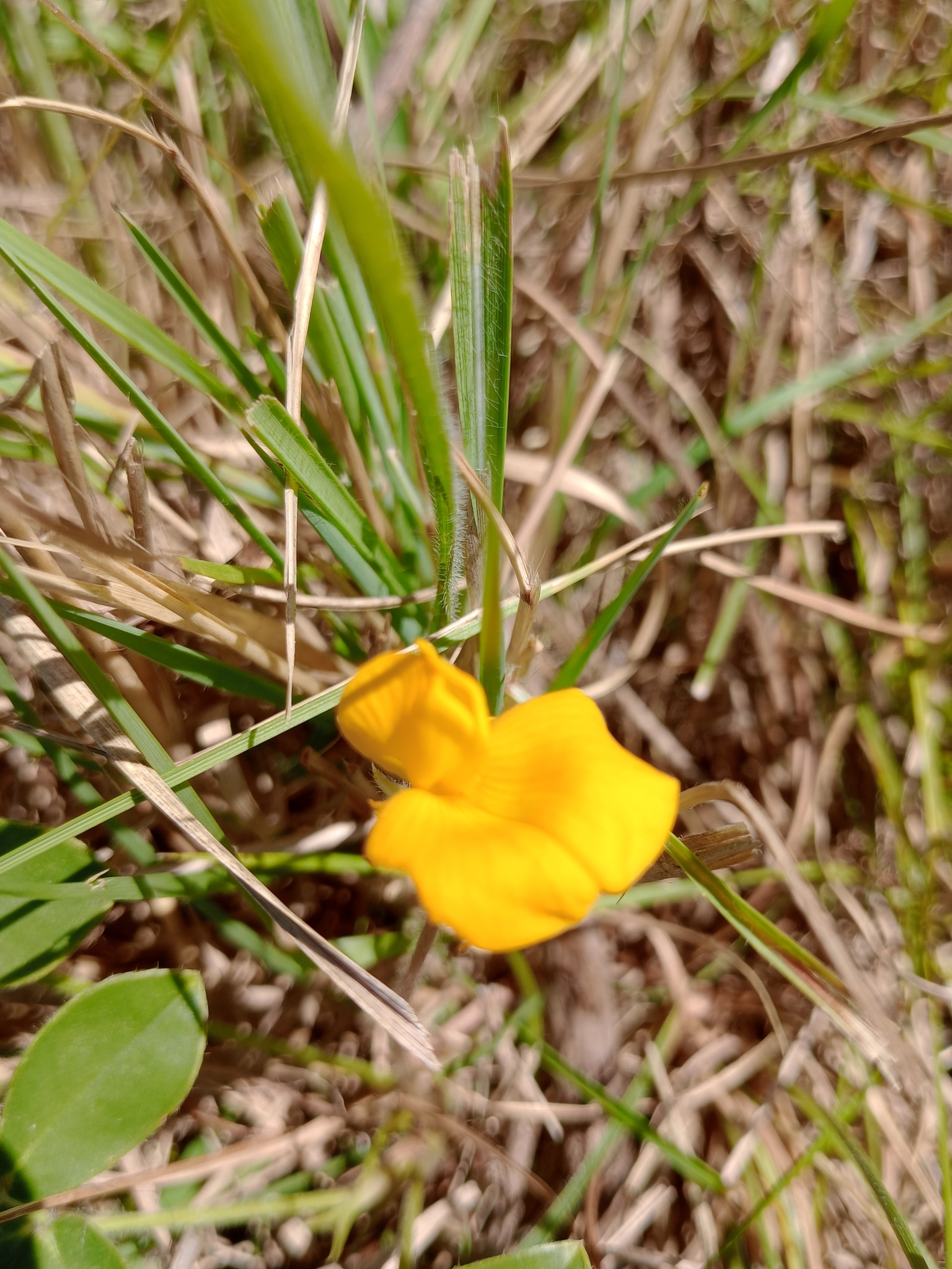 Arachis burkartii