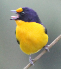 Euphonia violacea