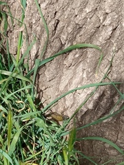 Podarcis muralis nigriventris