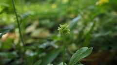 Adoxa moschatellina