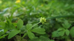 Adoxa moschatellina