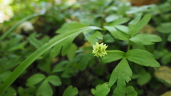 Adoxa moschatellina