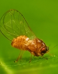 Psyllidae