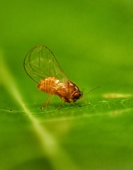 Psyllidae
