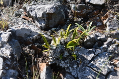 Lepisorus ussuriensis