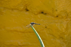 Micrathyria aequalis