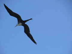Fregata magnificens
