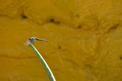 Micrathyria aequalis