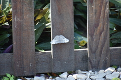 Hamadryas glauconome