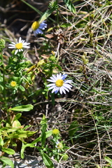 Aster hispidus