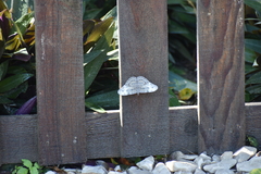 Hamadryas glauconome