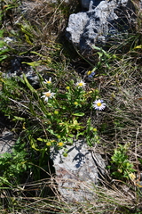 Aster hispidus