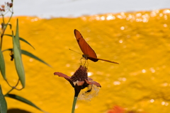 Dryas iulia moderata