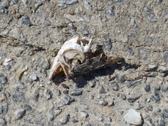 Actinopterygii