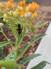 Oncopeltus fasciatus