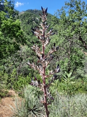 Puya coerulea