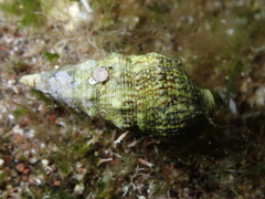 Cerithium lividulum
