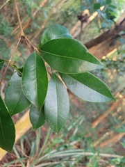 Syzygium formosanum
