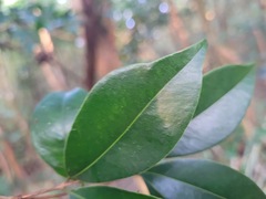 Syzygium formosanum